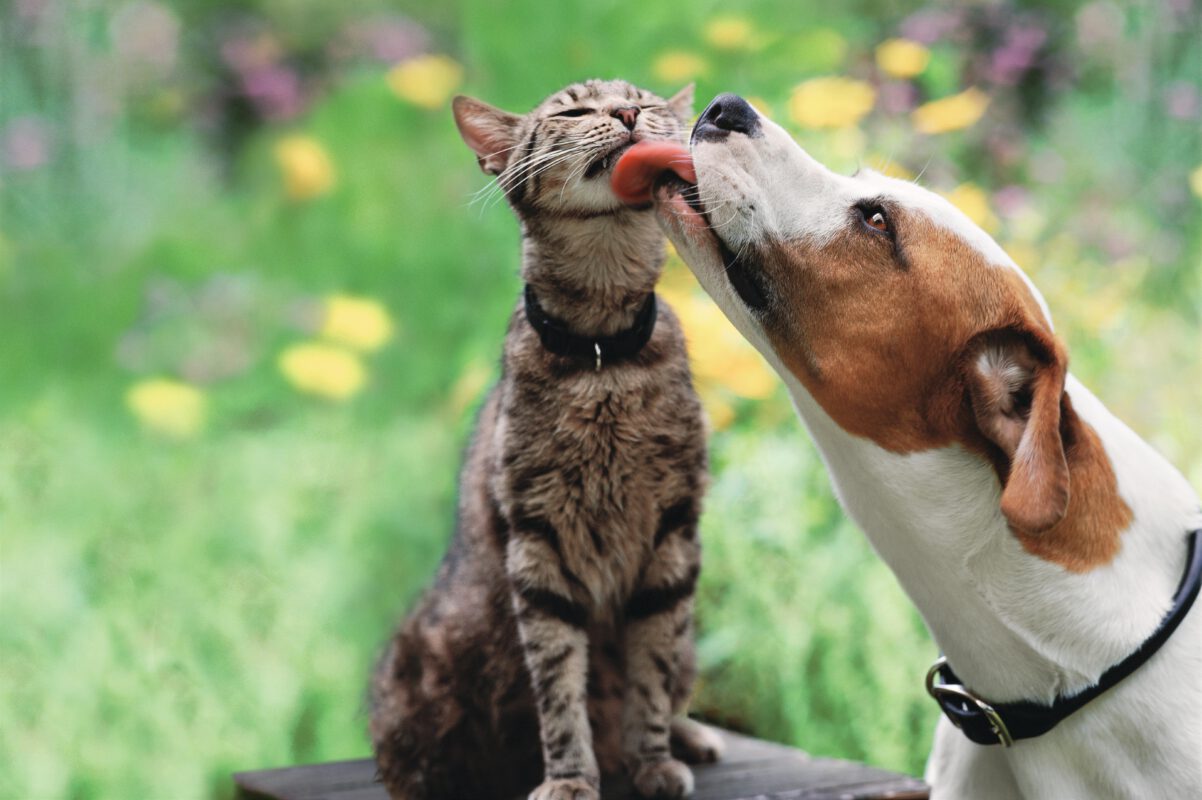 tierkrankenversicherung – Hundeversicherung und Katzenversicherung